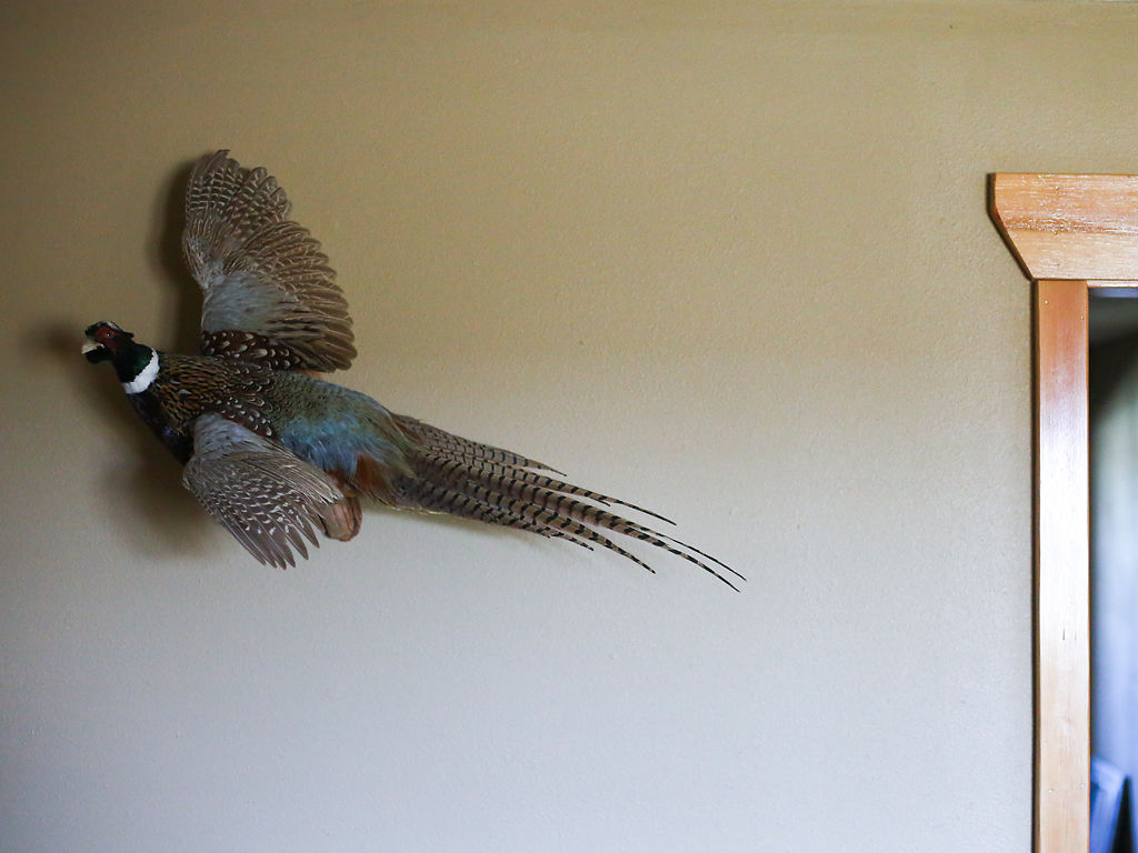 A stuffed pheasant hangs